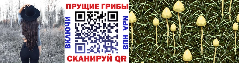 Псилоцибиновые грибы MAGIC MUSHROOMS  наркотики  блэк спрут зеркало  Дзержинск 